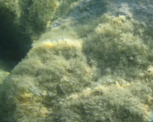 Stypocaulon scoparium e Dictyota dichotoma